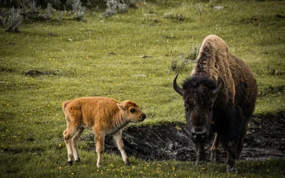 Private Wildlife Safari in Yellowstone National Park