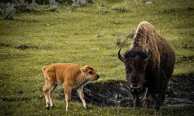 Private Wildlife Safari in Yellowstone National Park