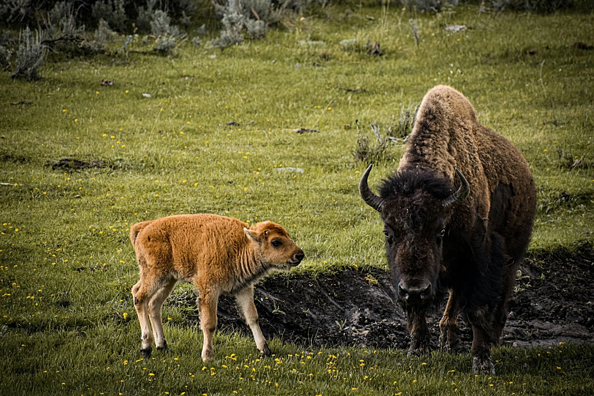 yellowstone-bison-morgan-newnham-unsplash-1200×800 Yellowstone National Park Private Wildlife Tour